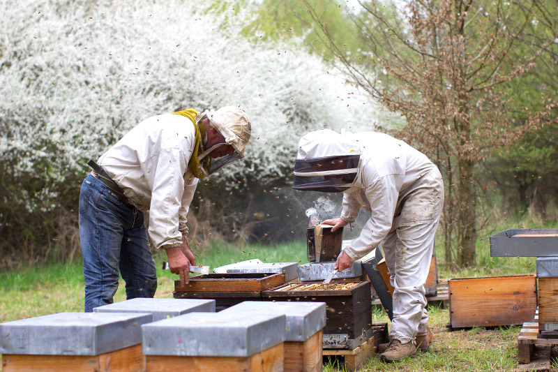 Savoir-faire producteur miel Alsace